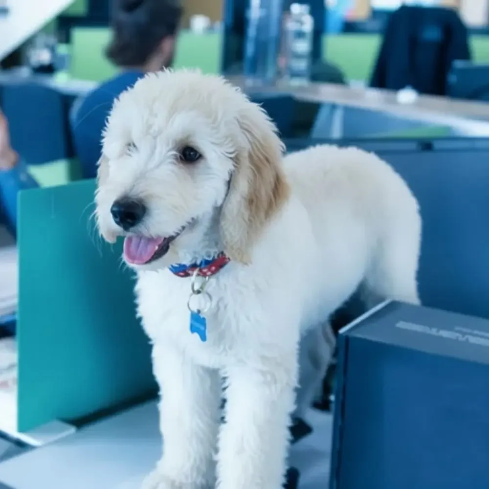 Bitey, the office pet